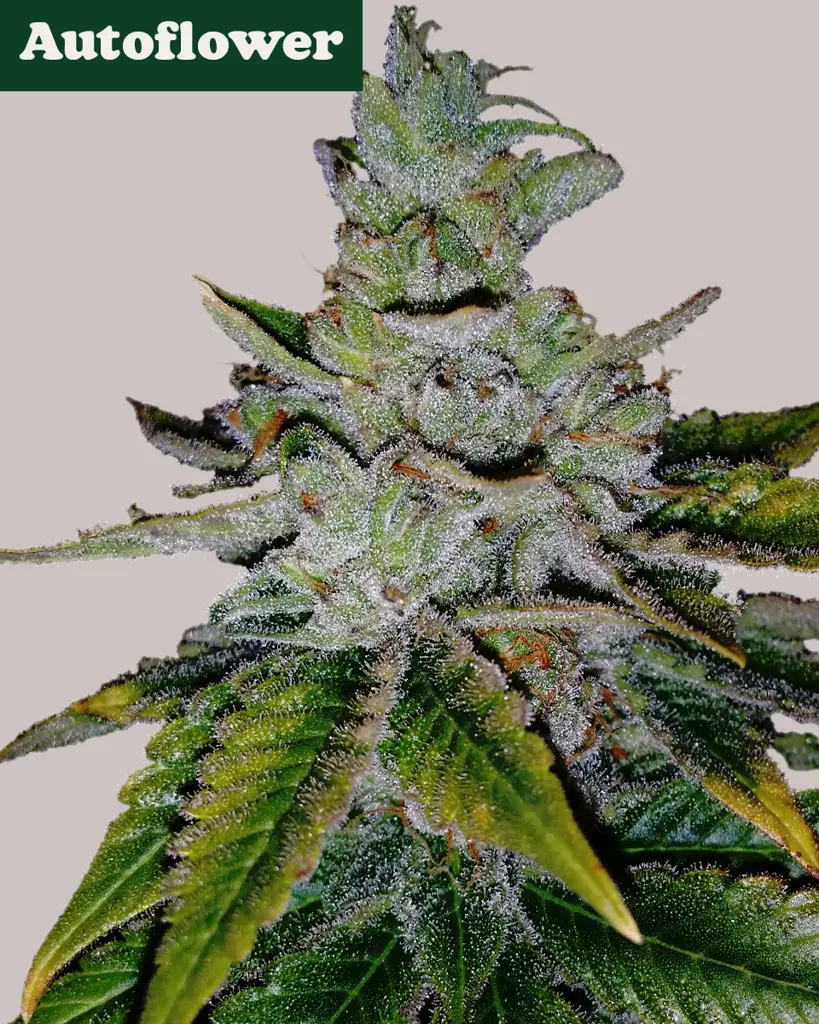 Purple Kush Autoflower Seeds