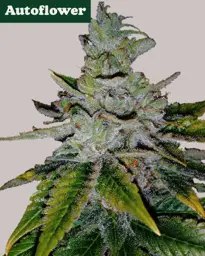 <mark>Purple</mark> <mark>Kush</mark> Autoflower Seeds