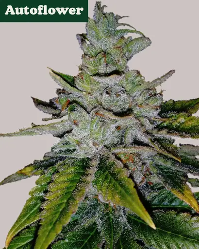 Purple Kush Autoflower Seeds
