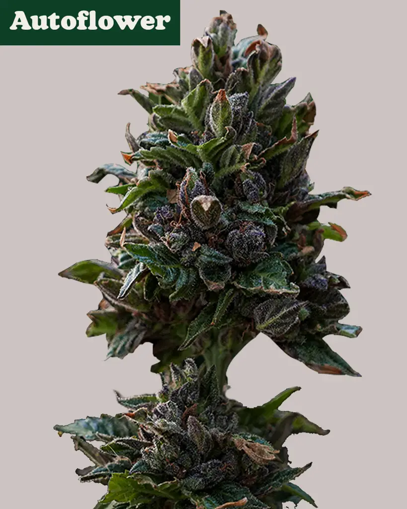 Purple Punch Autoflower Seeds