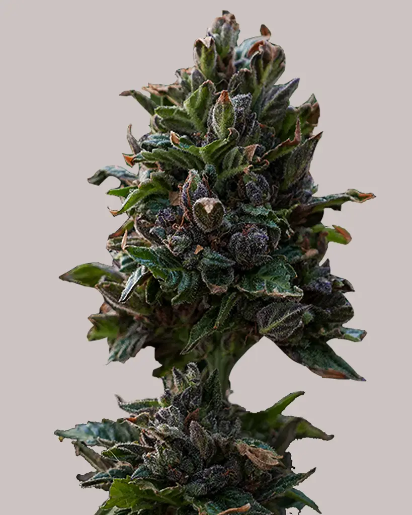 Purple Punch Feminized Seeds