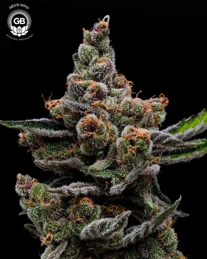 Purple Tangie Twist Seeds