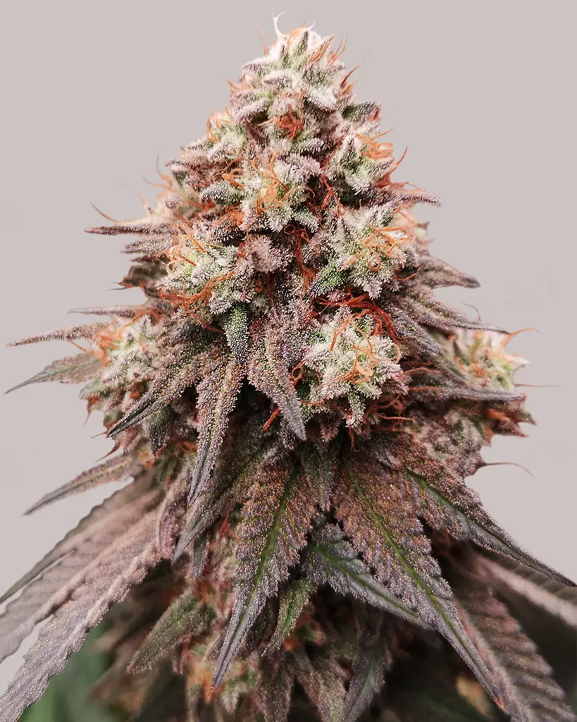 Rainbow Glue Feminized Seeds