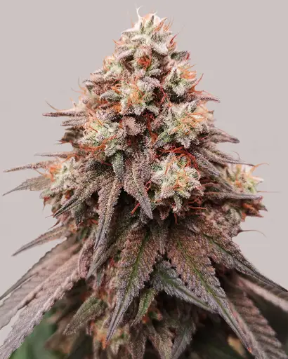 Rainbow Glue Feminized Seeds