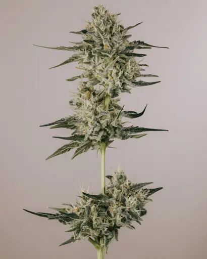 Rainbow Glue Feminized Seeds