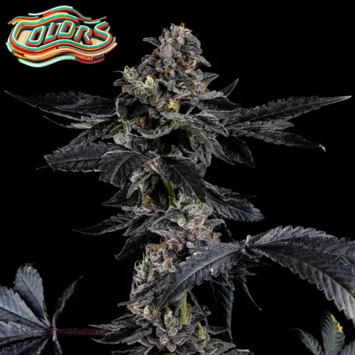 Rainbow Showers Feminized Seeds (10+10 FREE)