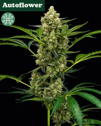 Rocket Juice Autoflower Plant