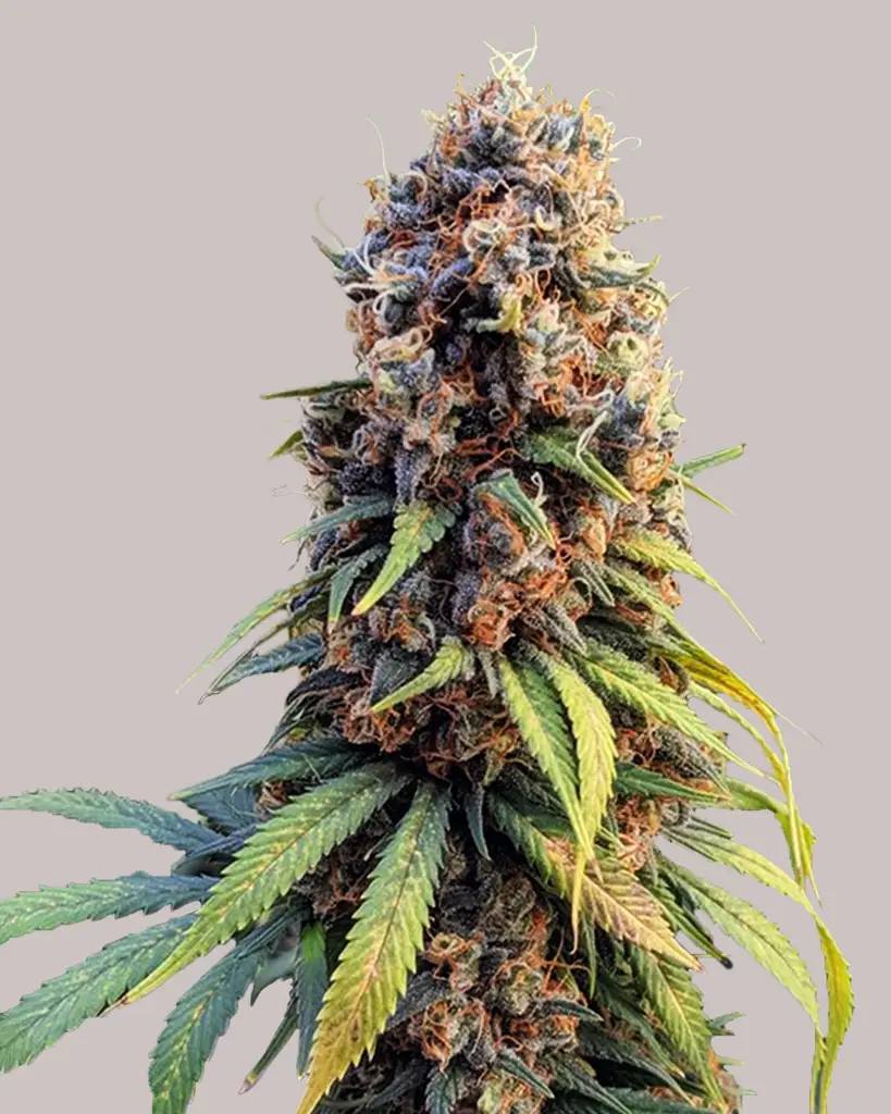 Runtz Feminized Seeds