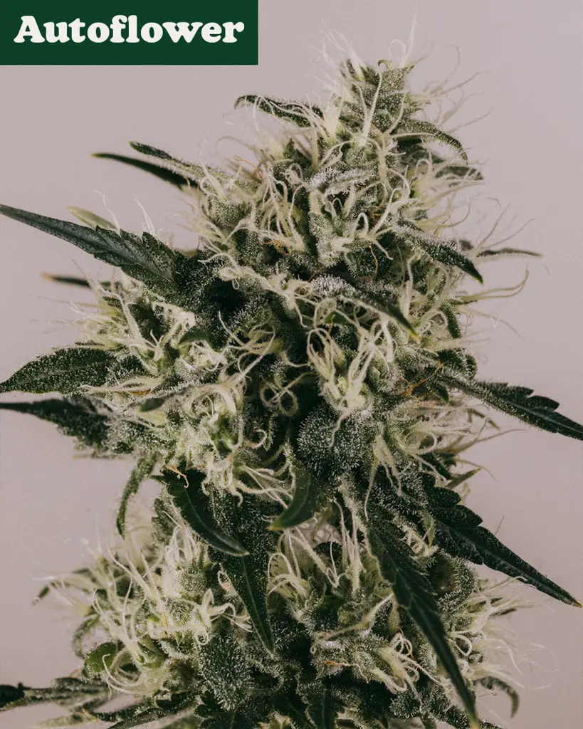 Runtz Autoflower Seeds