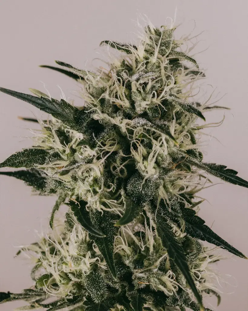 Runtz Seeds