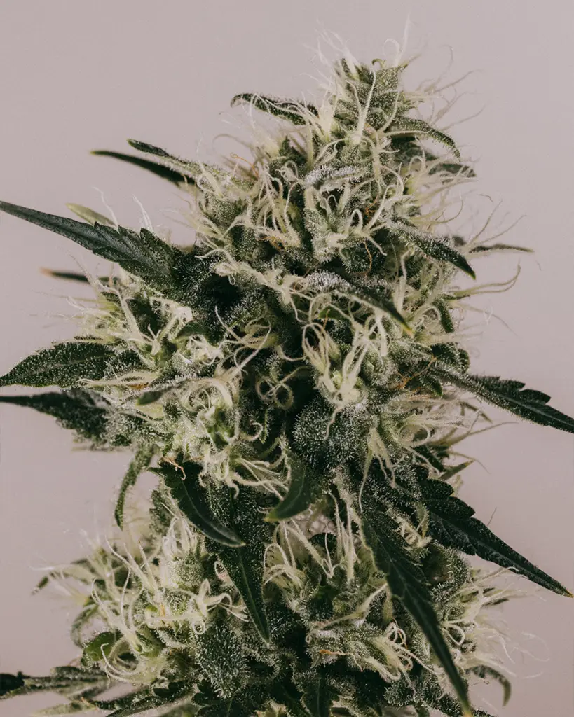 Runtz Feminized Seeds