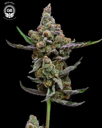 Sail Haten Seeds