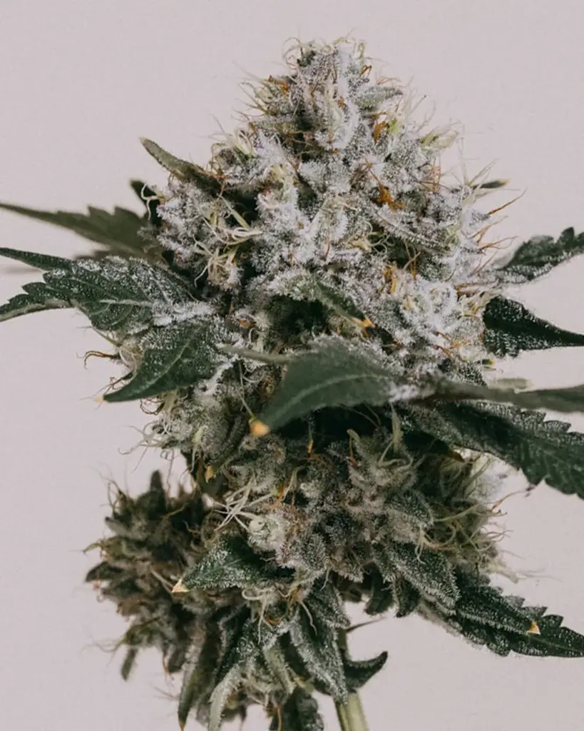 Skywalker OG Seeds