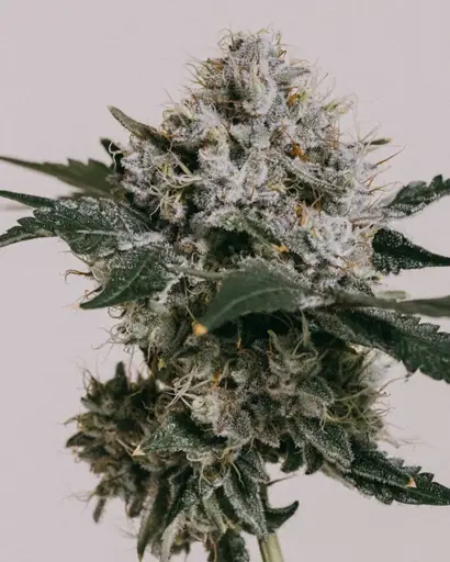 Skywalker OG Seeds