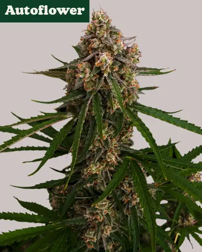 Slice O' Lime OG Autoflower Seeds