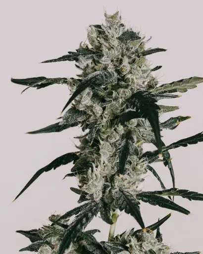 Sour Diesel Seeds