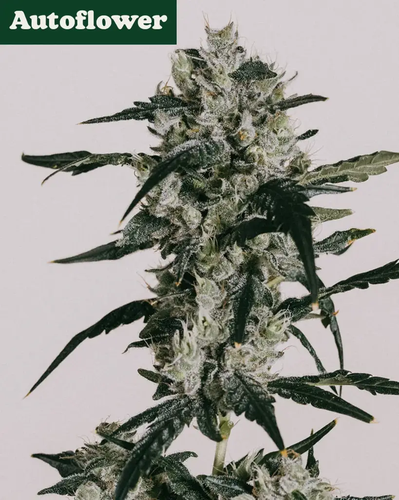 Sour Diesel Autoflower Seeds