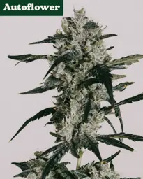 <mark>Sour</mark> <mark>Diesel</mark> Autoflower Seeds