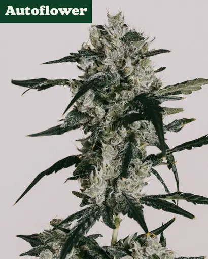Sour Diesel Autoflower Seeds