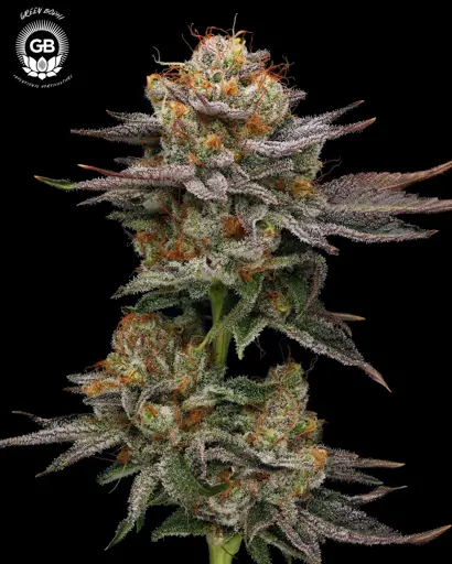 Sticky Bluntz Seeds