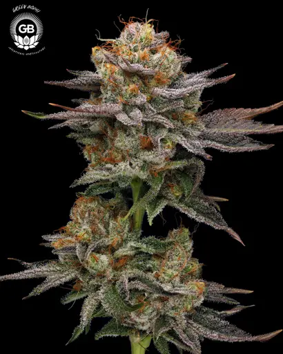 Sticky Bluntz