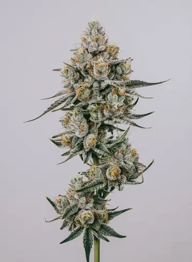 Strawberry Banana Seeds