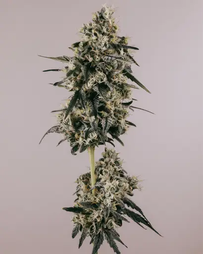 Strawberry Cough Feminized Seeds