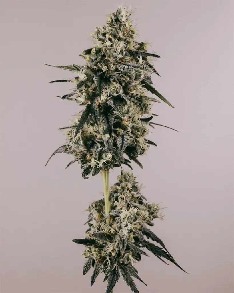 Strawberry Cough Seeds