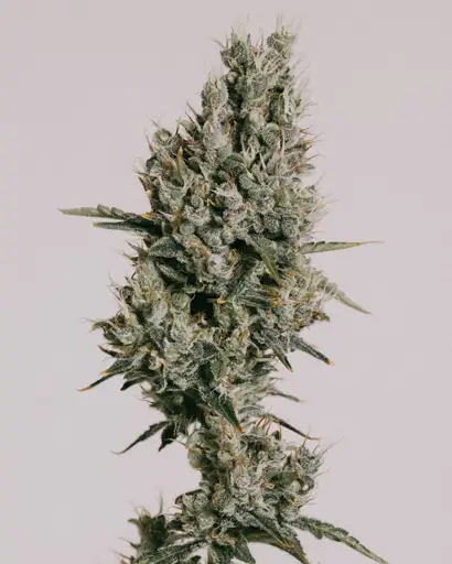Strawberry Kush CBD Seeds