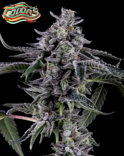 Suga' Shine Seeds