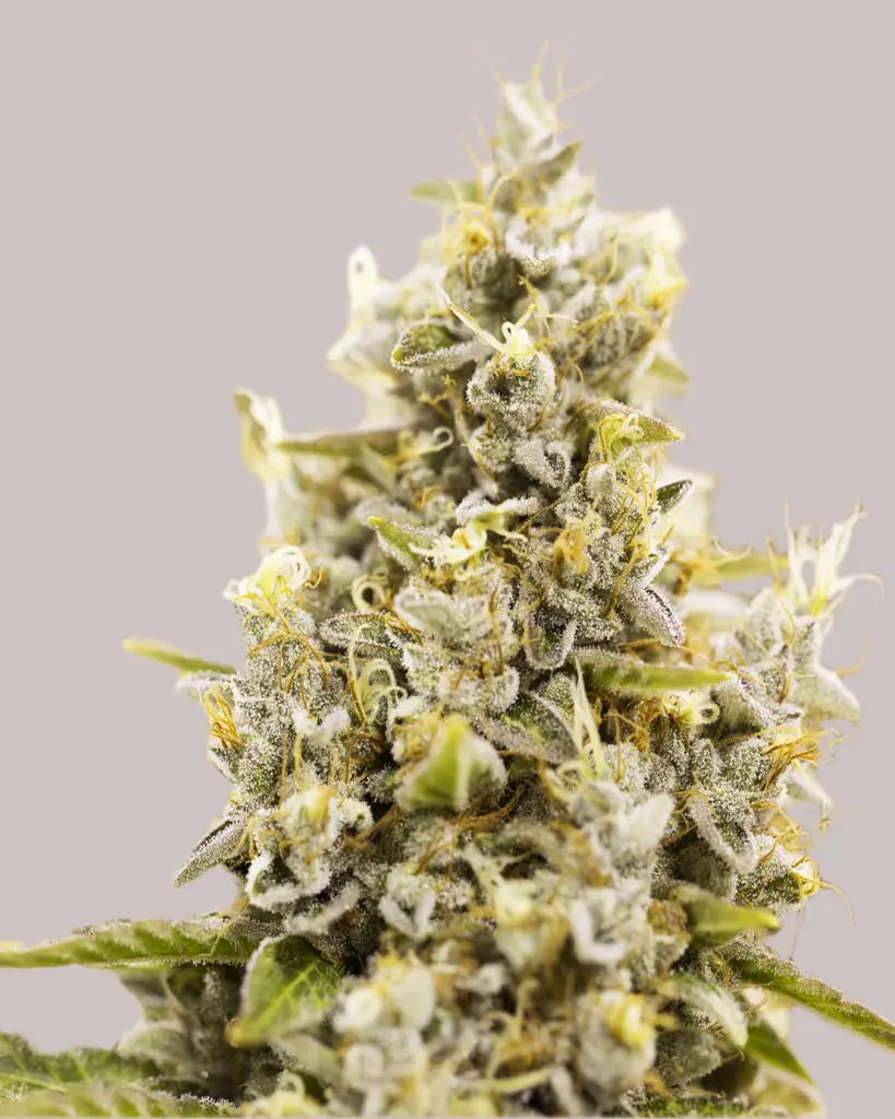 Sunset Sherbet Feminized Seeds