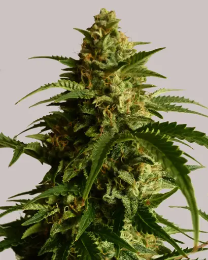 Super Lemon Haze Feminized Seeds