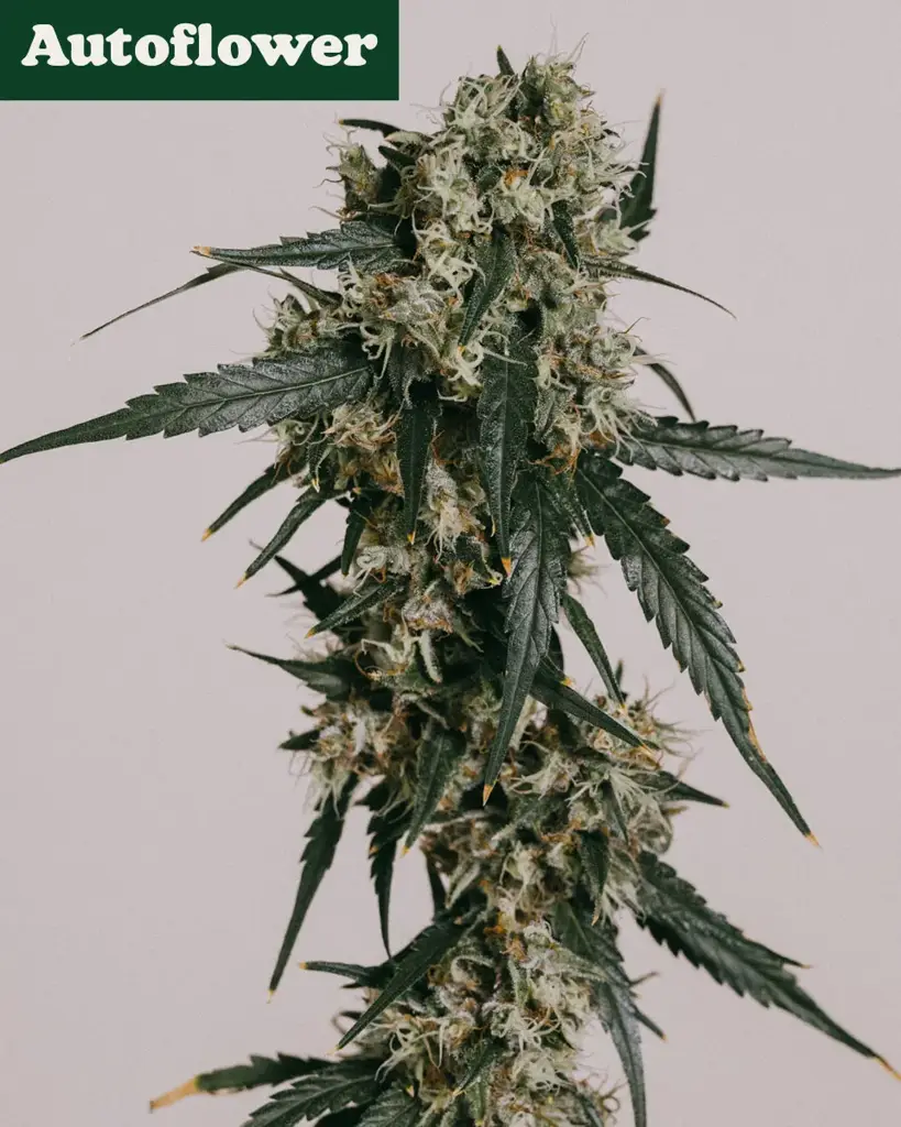 Super Lemon Haze Autoflower Seeds