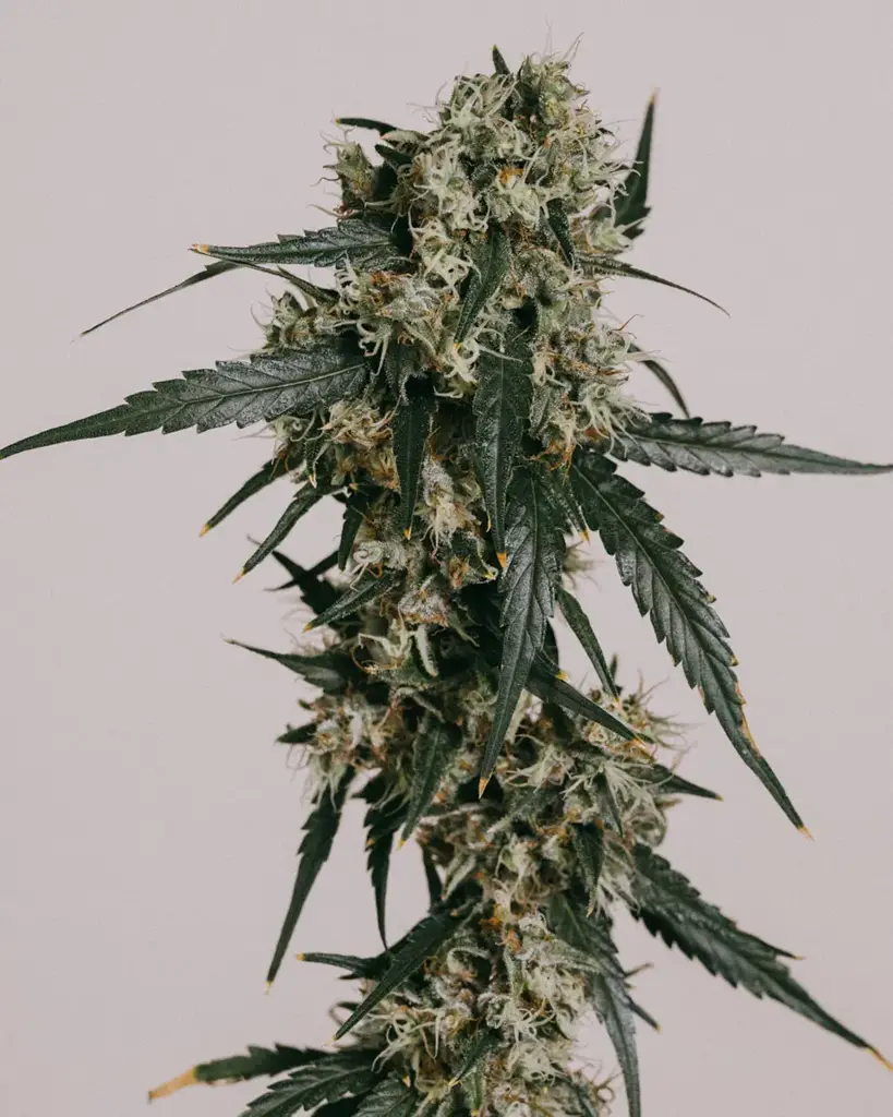 Super Lemon Haze Seeds