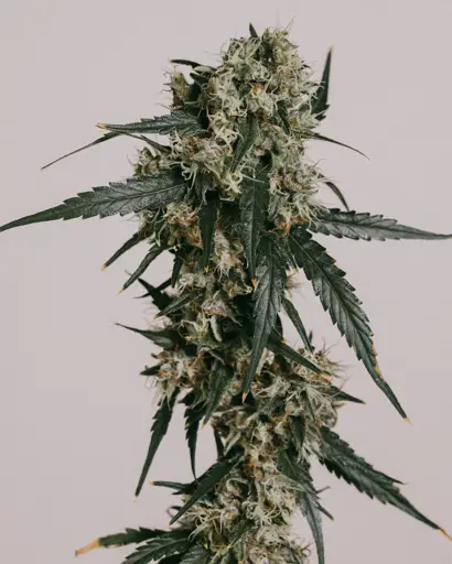 Super Lemon Haze Seeds