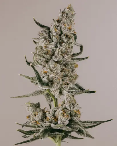 Super Silver Haze Feminized Seeds