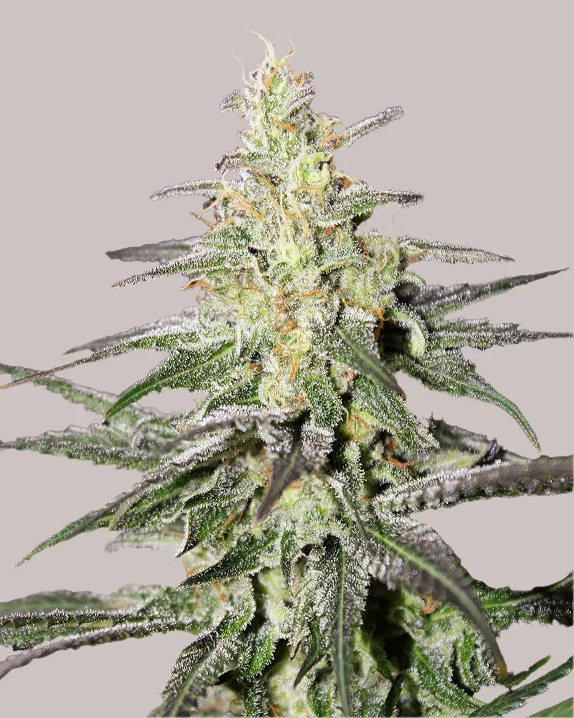 Super Silver Haze Feminized Seeds