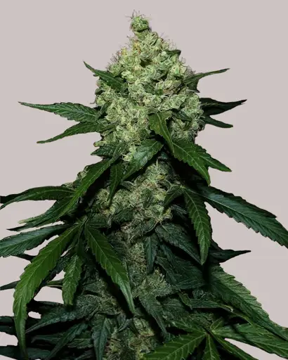 Super Skunk Feminized Seeds