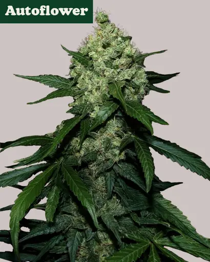 Super Skunk Autoflower Seeds