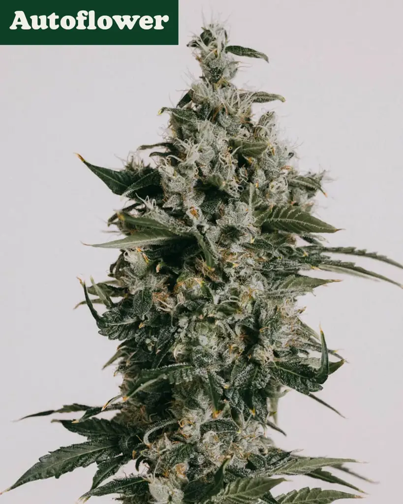 Super Skunk Autoflower Seeds
