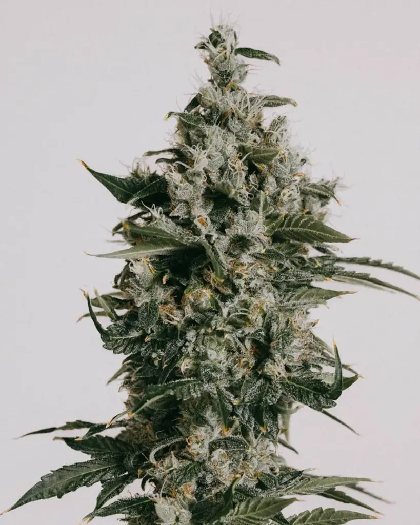 Super Skunk Seeds