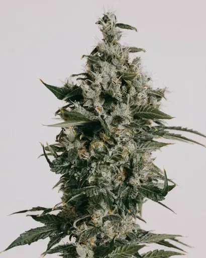 Super Skunk Seeds
