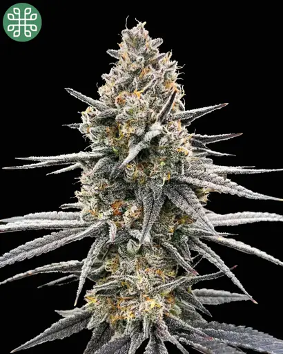 Sweet Tartz Seeds