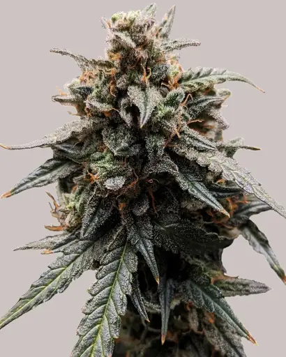 Sweet Tooth Seeds