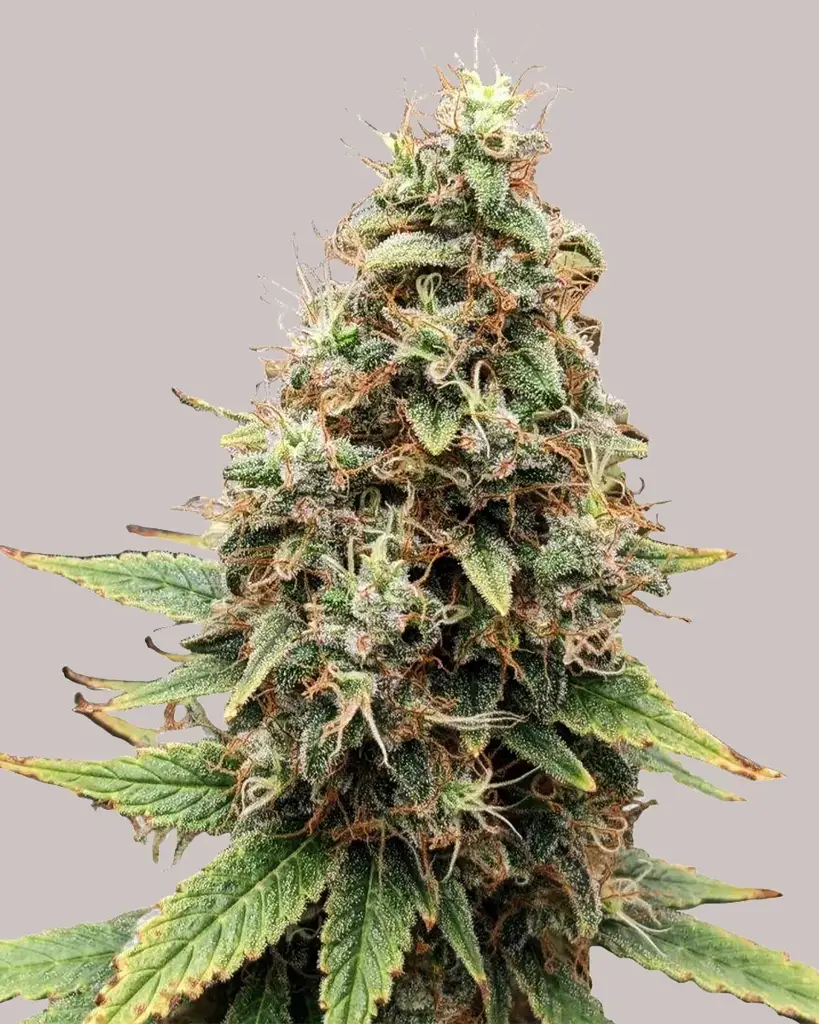 Tangie Seeds