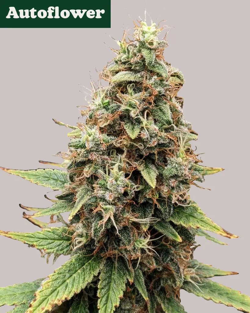 Tangie Autoflower Seeds