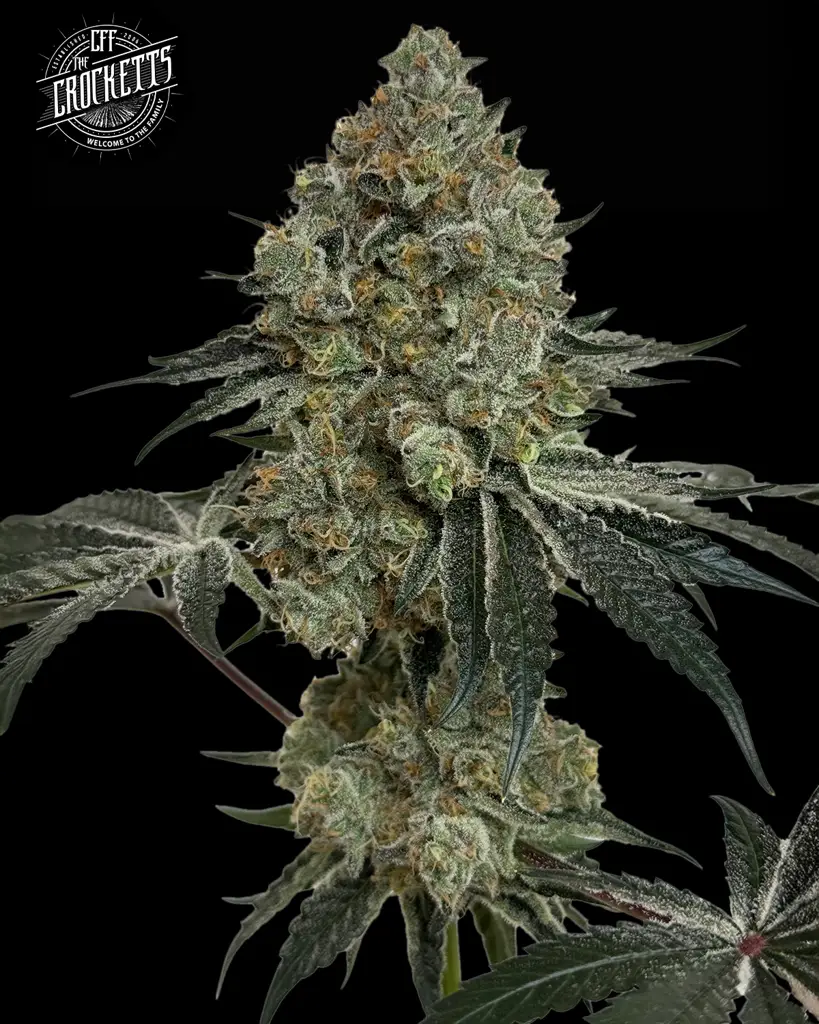 Tangie Queen Seeds