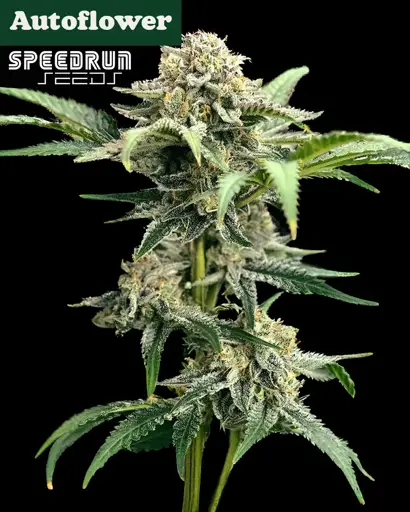 Terp Sneeze Autoflower Seeds