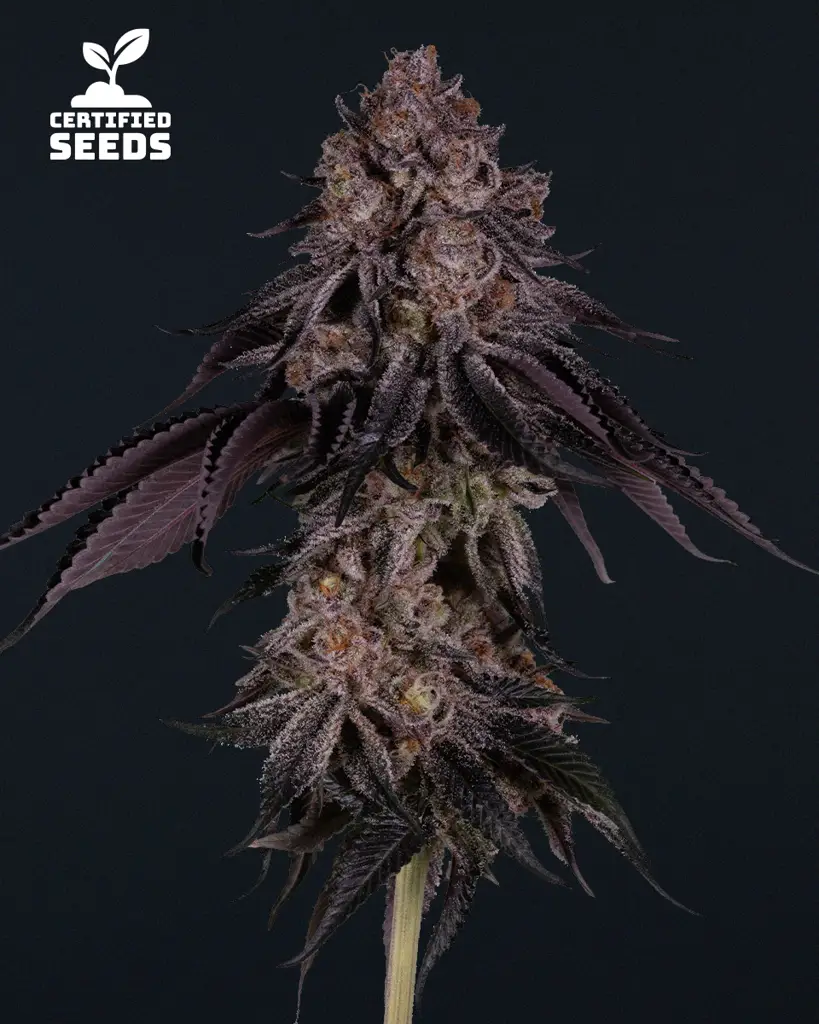 Tokyo Sweet Seeds