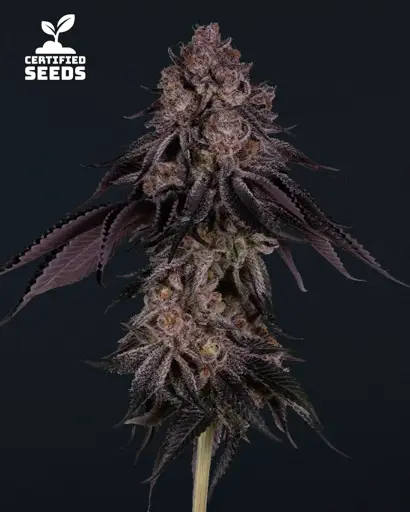 Tokyo Sweet Seeds
